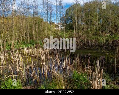 BIDEFORD, NORTH DEVON, ANGLETERRE - APRIL7 2020: Vue sur le lac Sanctuary dans la vallée de Kenwith réserve naturelle locale alias LNR. Étang de Reedy, habitat naturel. Banque D'Images