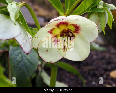 Gros plan d'une belle fleur d'hellebore, Helleborus x hybridus variété Ashwood Broushing Bode Banque D'Images