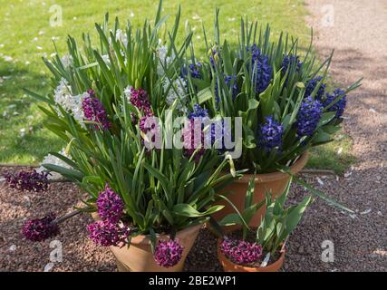 Pots en terre cuite plantés de jacinthes à fleurs printanières (en jacinthus) sur une terrasse dans un jardin de campagne dans le Devon rural, Angleterre, Royaume-Uni Banque D'Images