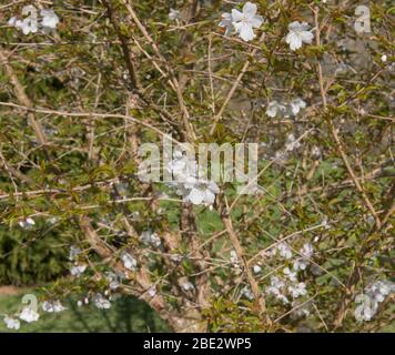 White Spring Blossom d'un arbre de cerisier ornementale à feuilles caduques (Prunus 'The Bride') dans un jardin de forêt dans le Devon rural, Angleterre, Royaume-Uni Banque D'Images