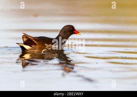 Moorhen commun (Gallinula chloropus) nageant sur un lac en lumière tôt le matin. Banque D'Images