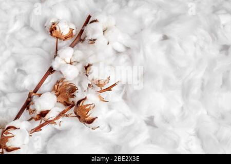 Coton. Branches de fleurs blanches en coton doux sur fond doux. Matières organiques utilisées dans la fabrication de tissus naturels et autres produits Banque D'Images