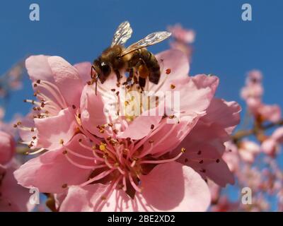 Abeille sur les étamines de Peach Blossom sur la branche de Peach Blossom avec fond bleu ciel, insecte sur la fleur de pêche, fleur de pêche rose avec pétales et étamines doux, Banque D'Images