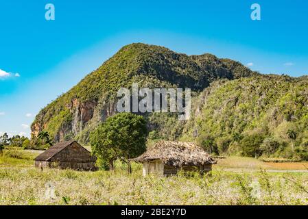 usine de tabac dans la vallée de pinar del rio près de vinales sur cuba Banque D'Images