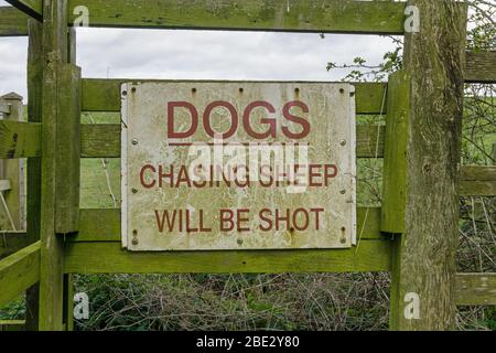 Panneau d'avertissement, Dogs Chasing Sheep sera Shot, Cefford Hill, Northampton, Royaume-Uni Banque D'Images