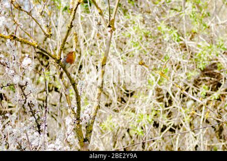 Robin chantant sur une branche Birch Tree Banque D'Images