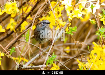 Dunnock reposant dans une brousse Forsythia (orientation paysage) Banque D'Images