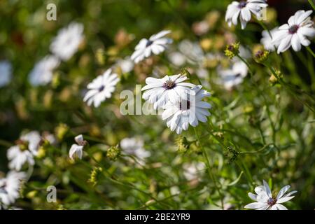 Le Cap Marguerite, une espèce de Daisybuissons, pousse dans un jardin au printemps. Également connu sous le nom de cape Daisy Banque D'Images