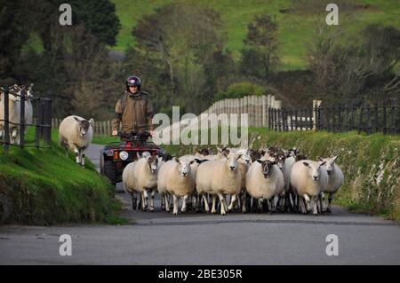 Shepherd conduisant un petit troupeau de moutons sur une voie étroite de pays dans North Devon UK. Banque D'Images