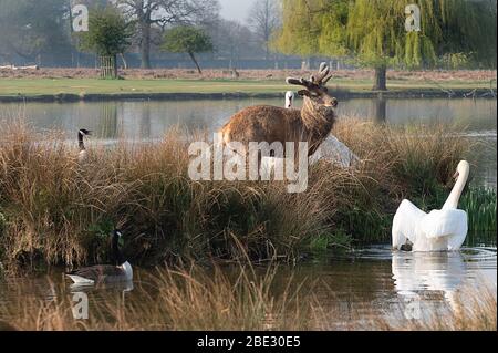 Cerf rouge qui fait du tressement sur un petit terrain utilisé par un cygne nichant et une oie canadienne Banque D'Images