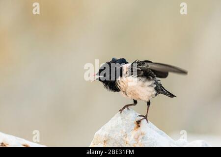 Un Starling Rosy (pasteur rosée) s'affichant dans une carrière de pierre qui tente d'attirer un compagnon Banque D'Images