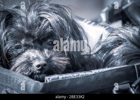 Un petit chien de Bolonka est assis dans un panier de vélo Banque D'Images