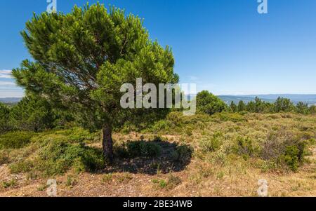 Paysage depuis la route des Cretes pendant une journée d'été ensoleillée, France Banque D'Images