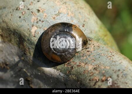 Une jolie escargot en verre, Oxychilidae, reposant sur un ornement de jardin au printemps. Banque D'Images