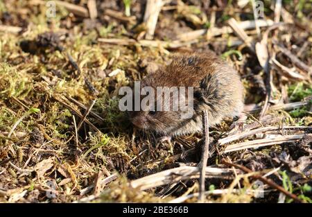 Un joli champ ou une vole à queue courte, Microtus agrestis, dans un champ au Royaume-Uni. Banque D'Images