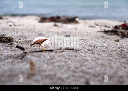 griffe de crabe mort piquant hors du sable sur une plage Banque D'Images