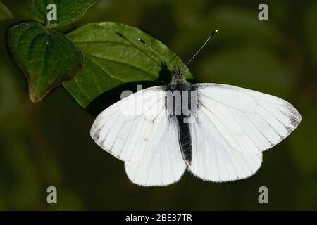 Blanc à voile vert (papillon Pieris napi) reposant sur une feuille verte dans la nature Banque D'Images