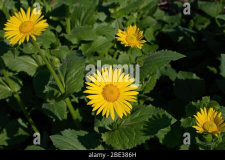 Leopards bane est un genre de plantes à fleurs de la famille des tournesol. Il est herbacé vivace indigène à l'Europe et à l'Asie du Sud-Ouest Banque D'Images