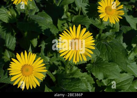 Leopards bane est un genre de plantes à fleurs de la famille des tournesol. Il est herbacé vivace indigène à l'Europe et à l'Asie du Sud-Ouest Banque D'Images