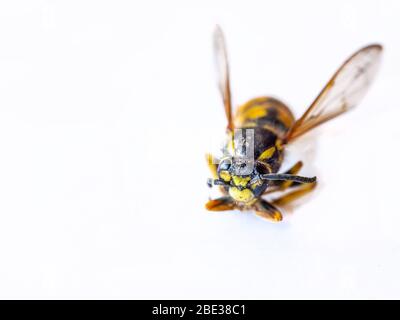 Wasp, photo macro. Agrandissement des insectes. Isolé de l'arrière-plan. Tête de wasps. Insectes au printemps. Photo sur fond blanc. Un insecte qui s'en est écrasant Banque D'Images