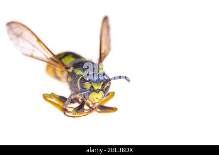 Wasp, photo macro. Agrandissement des insectes. Isolé de l'arrière-plan. Tête de wasps. Insectes au printemps. Photo sur fond blanc. Un insecte qui s'en est écrasant Banque D'Images