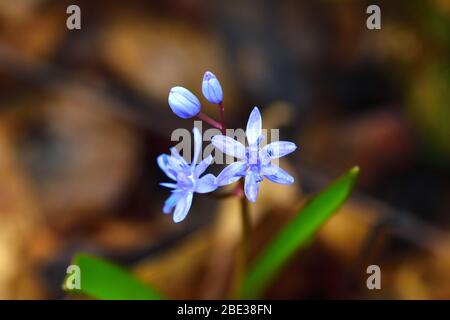 Gros plan de fleurs de sence bleu gentiane sauvage. Banque D'Images