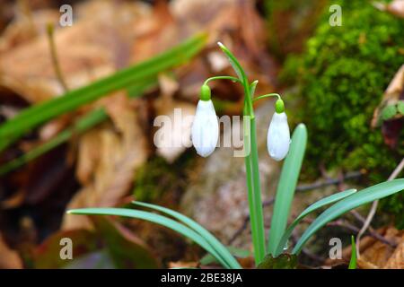 Galanthus ou fleurs de neige sur le fond des feuilles brunes. Banque D'Images