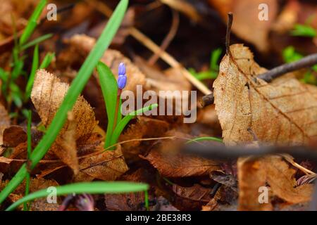 Belle fleur de scilla sur un fond de feuilles brunes. Dégradé violet à gentiane-bleu. Banque D'Images