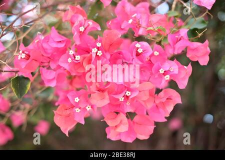 Fleurs fraîches et fraîches de bougainvillea sur fond sombre. Banque D'Images