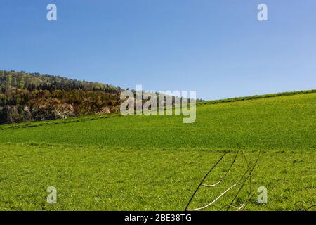 Terres agricoles. Seigle et blé. Champs préparés pour la culture. Printemps dans la campagne. Travail de l'agriculteur. Terres agricoles et usine. Jeune cere Banque D'Images