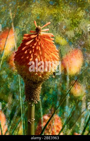 La fleur de poker rouge chaud qui produit de grands spécimens de jaune à droite à rouges et verts. Natif à l'Afrique Banque D'Images