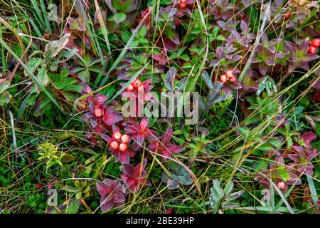 Canada Maritimes, Canada, Sud de Terre-Neuve. Baie de Coinoire. Fleurs. Banque D'Images