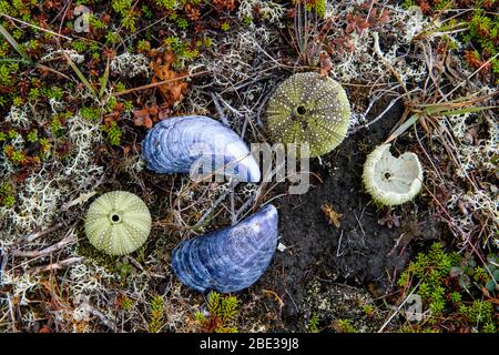 Canada Maritimes, Canada, Sud de Terre-Neuve. Coinnoire Bay, Shells. Banque D'Images