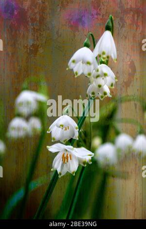 Fleurs de flocon de neige, similaires aux chutes de neige mais plus grandes. Ils fleurent légèrement plus tard que les chutes de neige et sont plus grands. Banque D'Images