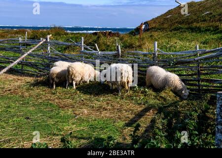 Canada, Nouvelle terre fondatrice, l'Anse aux Meadows (la baie avec les prés). Site archéologique datant d'environ 1000 ans, site du patrimoine mondial. Porcs. Banque D'Images