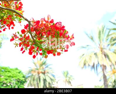 Fleurs, feuilles, branches et brindilles d'arbres flamboyants rouges (Delonix regia), plante de poinciana. Banque D'Images