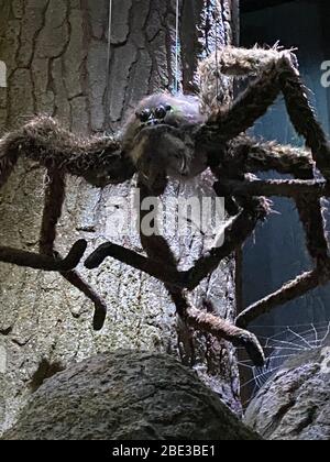 Aragog - Harry Potter WB Studio Tour Banque D'Images