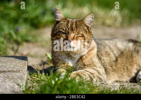 Un chat vivant libre se prélasser au soleil dans le jardin. Banque D'Images