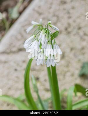 Gros plan de fleurs blanches de Leek à trois corniches / Allium triquetrum, un membre sauvage de la famille Onion qui peut être utilisé une nourriture et mangé à l'âge de la forêt. Banque D'Images