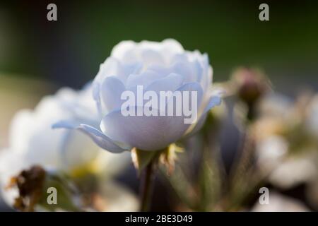 Gros plan, photo macro d'une rose blanche et sauvage en pleine floraison au coucher du soleil en été. Banque D'Images