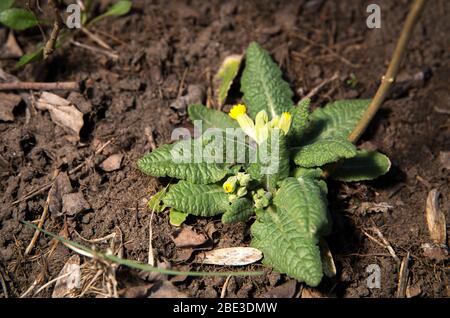 Gros plan sur une fleur jaune de lâcheté et feuilles qui poussent au début du printemps. Primula veris (lâche, commun, vierge à la vache, Primula officinalis Banque D'Images