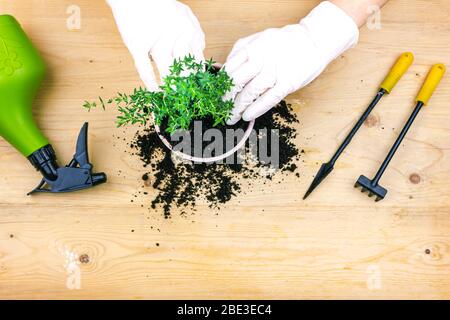 Jardinage à la maison. Mains avec gants planté bague de thym dans un pot de terre. Banque D'Images