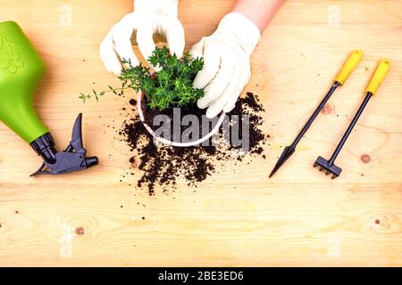 Jardinage à la maison. Mains avec gants planté bague de thym dans un pot de terre. Banque D'Images