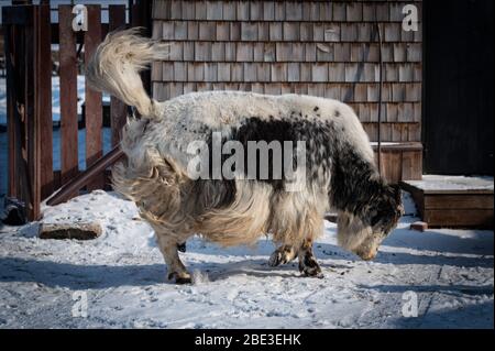 Le yak masculin de Domanestic dans une ferme de sibérie, près du lac baikal, Russie Banque D'Images