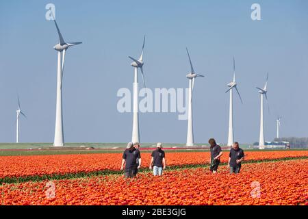 Travailleurs agricoles examinant le champ de tulipes avec turbines à vent aux Pays-Bas Banque D'Images