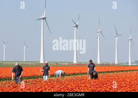 Travailleurs agricoles examinant le champ de tulipes avec turbines à vent aux Pays-Bas Banque D'Images