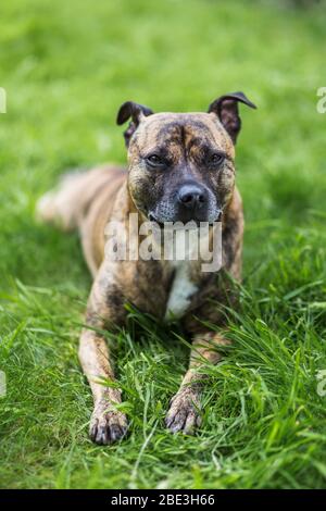 Staffy Lurcher traverse le portrait dans l'herbe. Banque D'Images