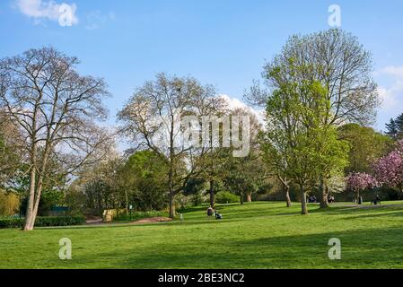 Arbres à Springfield Park, Upper Clapton, Londres Nord Royaume-Uni, au printemps Banque D'Images