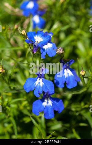 Fleurs bleues de la lobelia de bordure, Lobelia erinus. Banque D'Images