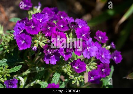 Fleurs violettes de vervain de jardin (Purple Endurascape), Verbena hybrida Banque D'Images